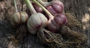Garlic Oil