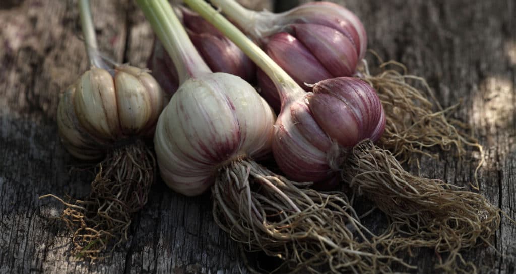 Garlic Oil
