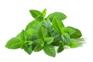 Peppermint Oil USA