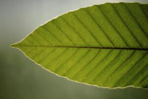 Gurjun Balsam Oil