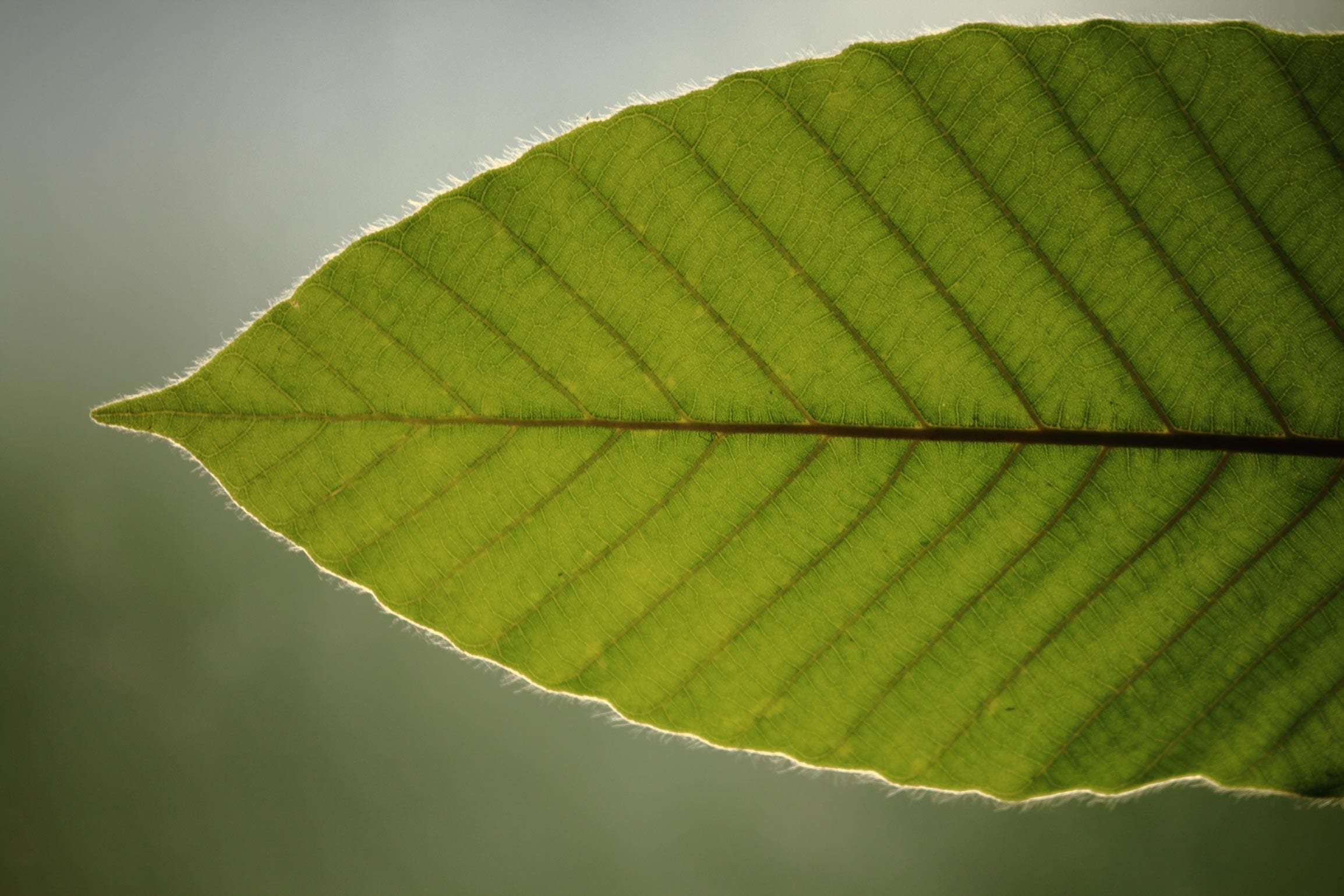 Gurjun Balsam Oil