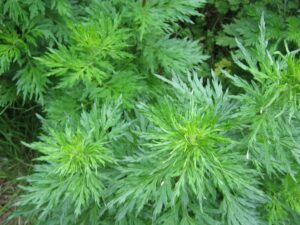 Davana Oil