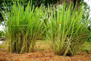 Lemongrass Oil Guatemala