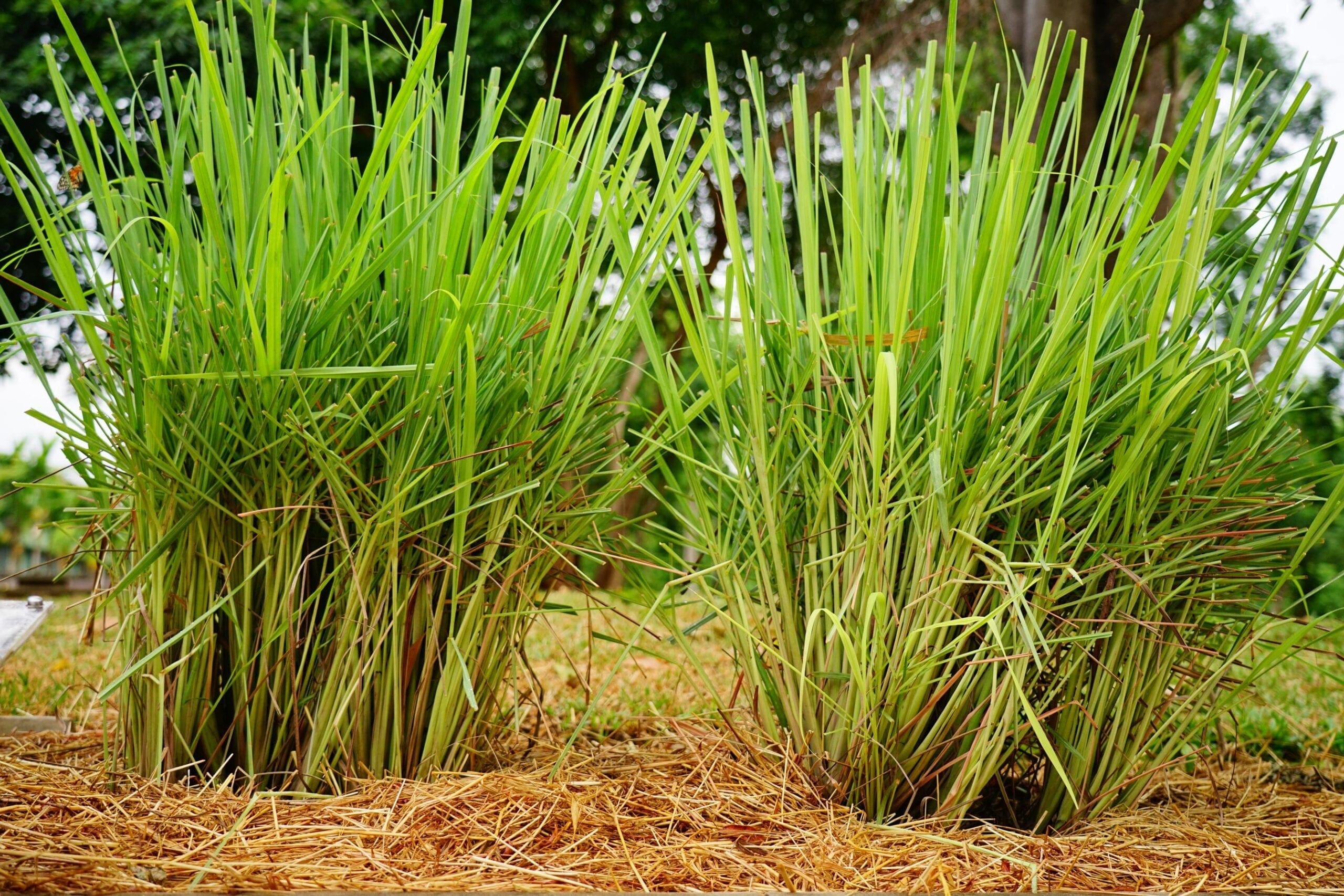 Lemongrass Oil Guatemala