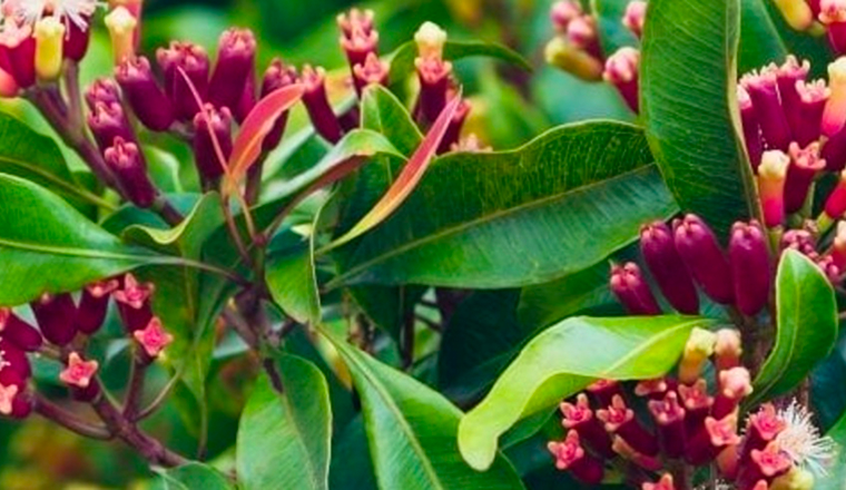 Natural Aromatics
